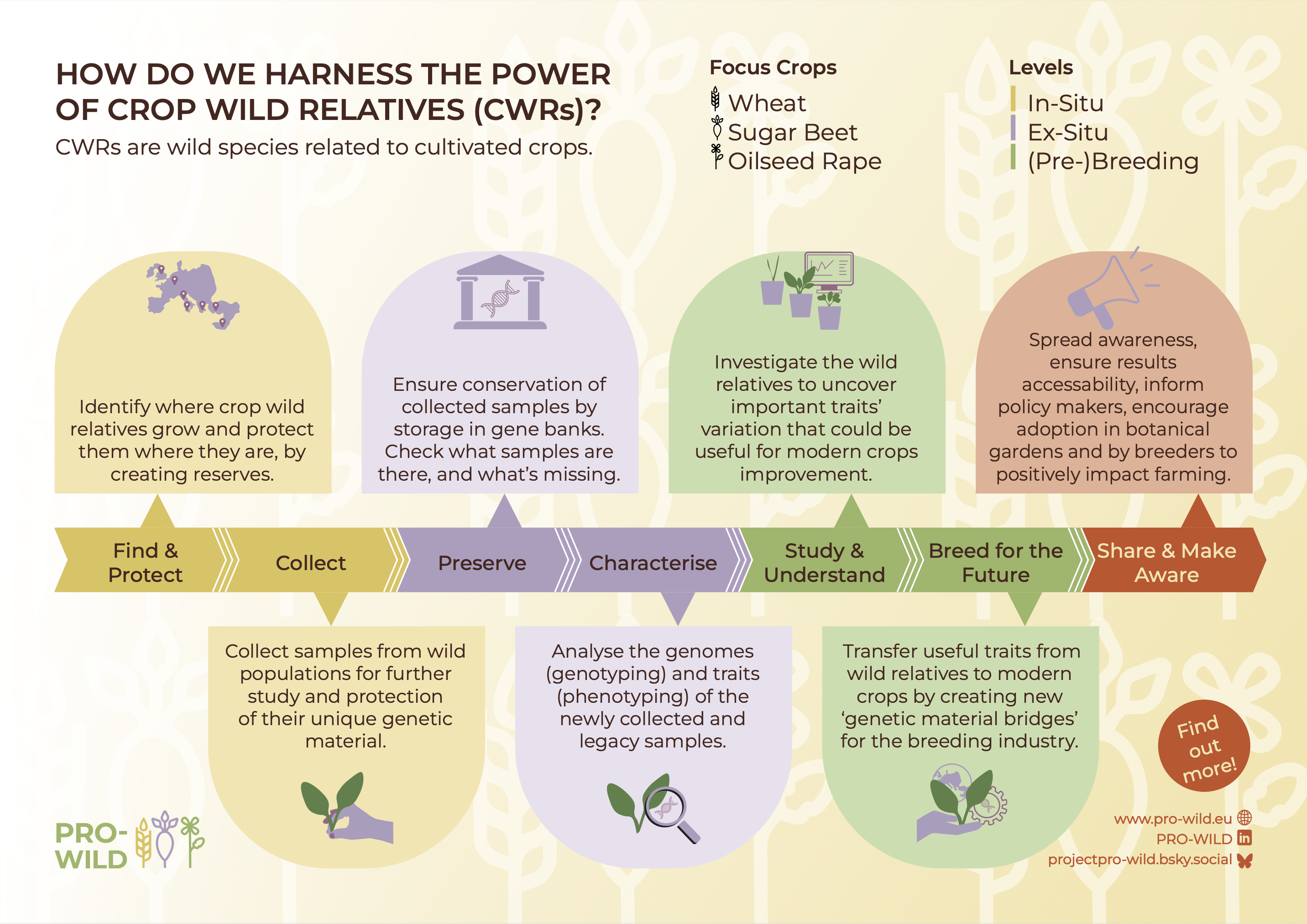 Schema zur Veranschaulichung der wichtigsten Schritte des PRO-WILD-Projekts – von der Identifizierung wildverwandter Arten bis zu ihrer Nutzung in der Pflanzenzüchtung. Bild: PRO-WILD