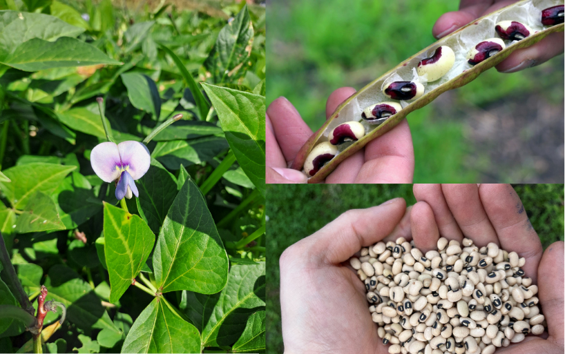 Augenbohne, die Körnerleguminose für zukünftige Klimastrategien. Bilder: FiBL