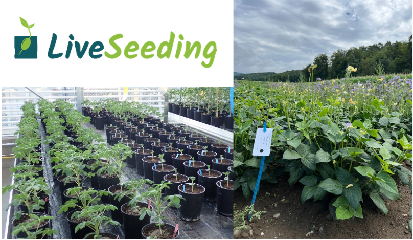 Lupinensetzlinge (unten links) und Augenbohne im Feld. Bilder: FiBL