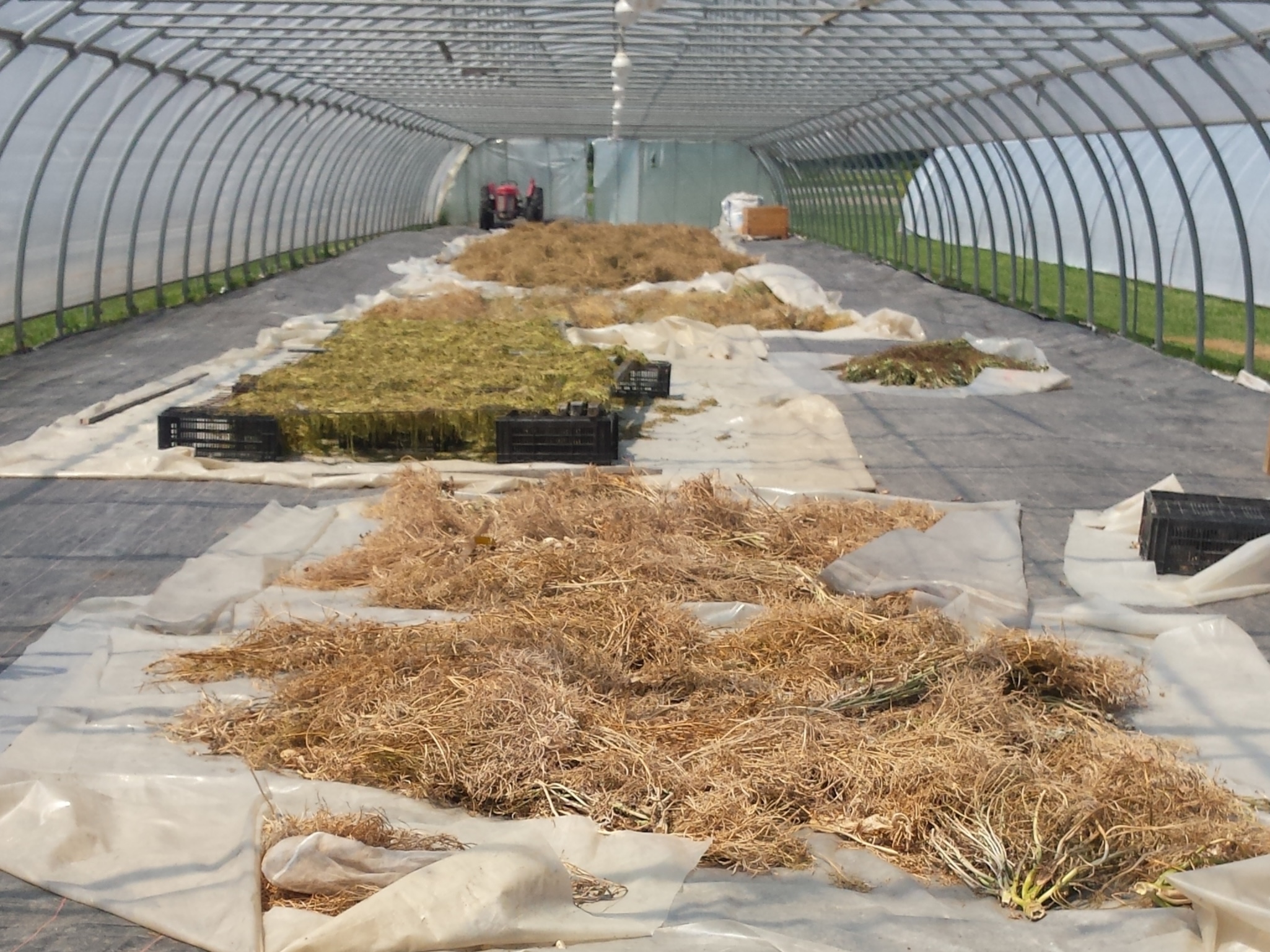 Das Trocknen von Saatgut – ein zentraler Schritt bei der Saatgutvermehrung, hier bei Zollinger Bio. Bild: SKEK